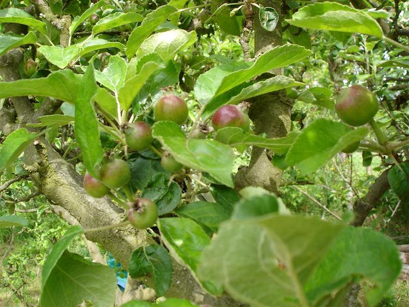 pommiers (1)